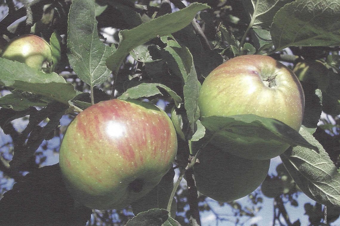 Besondere Lebensmittel Äpfel