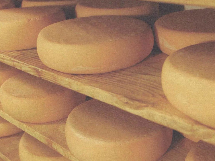 Besondere Lebensmittel Käseproduktion