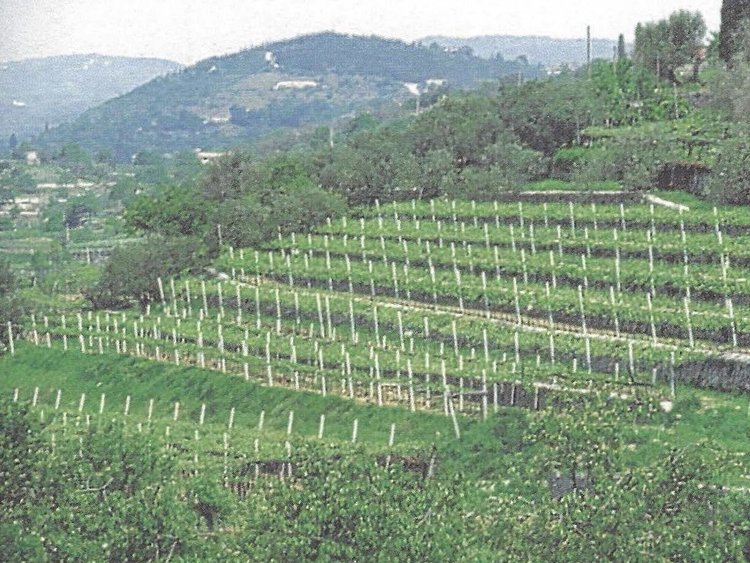 Besondere Lebensmittel Weinfelder