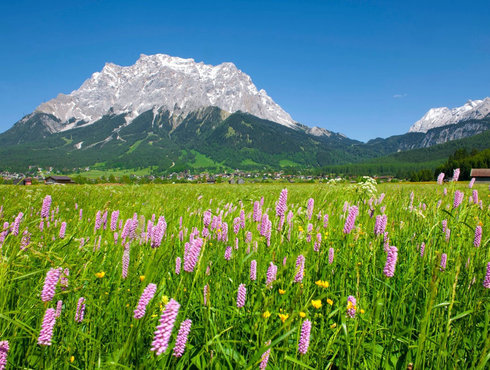 Frühling Zugspitze