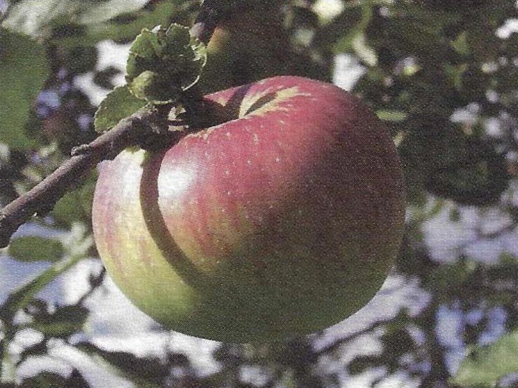 Besondere Lebensmittel Apfel