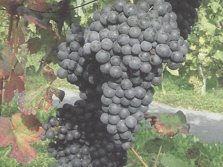 Besondere Lebensmittel Weintrauben