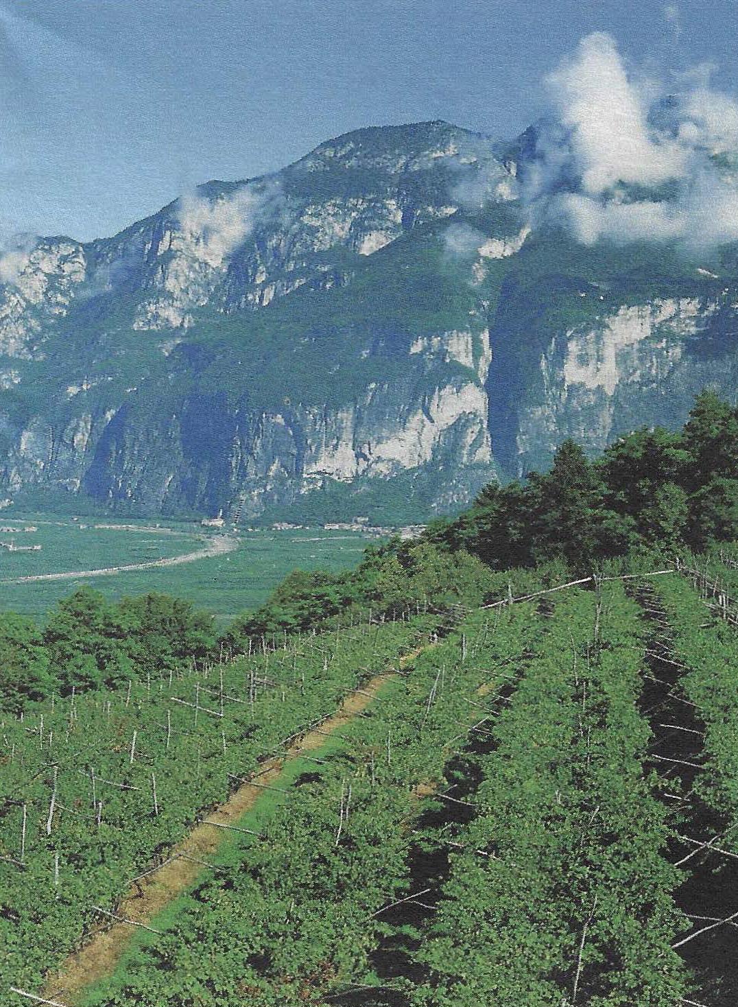 The most beautiful vineyard in Europe
