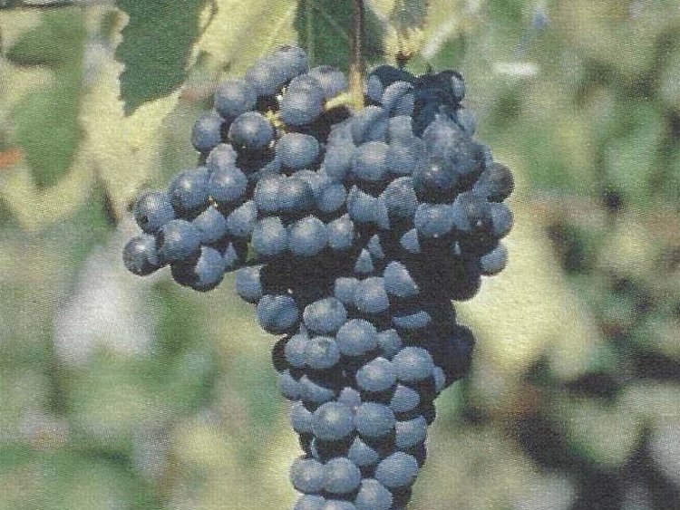 Besondere Lebensmittel Weintrauben