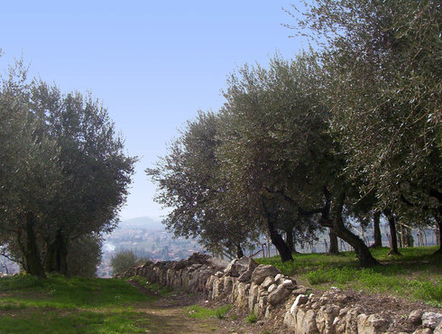 Olivi In Valpolicella