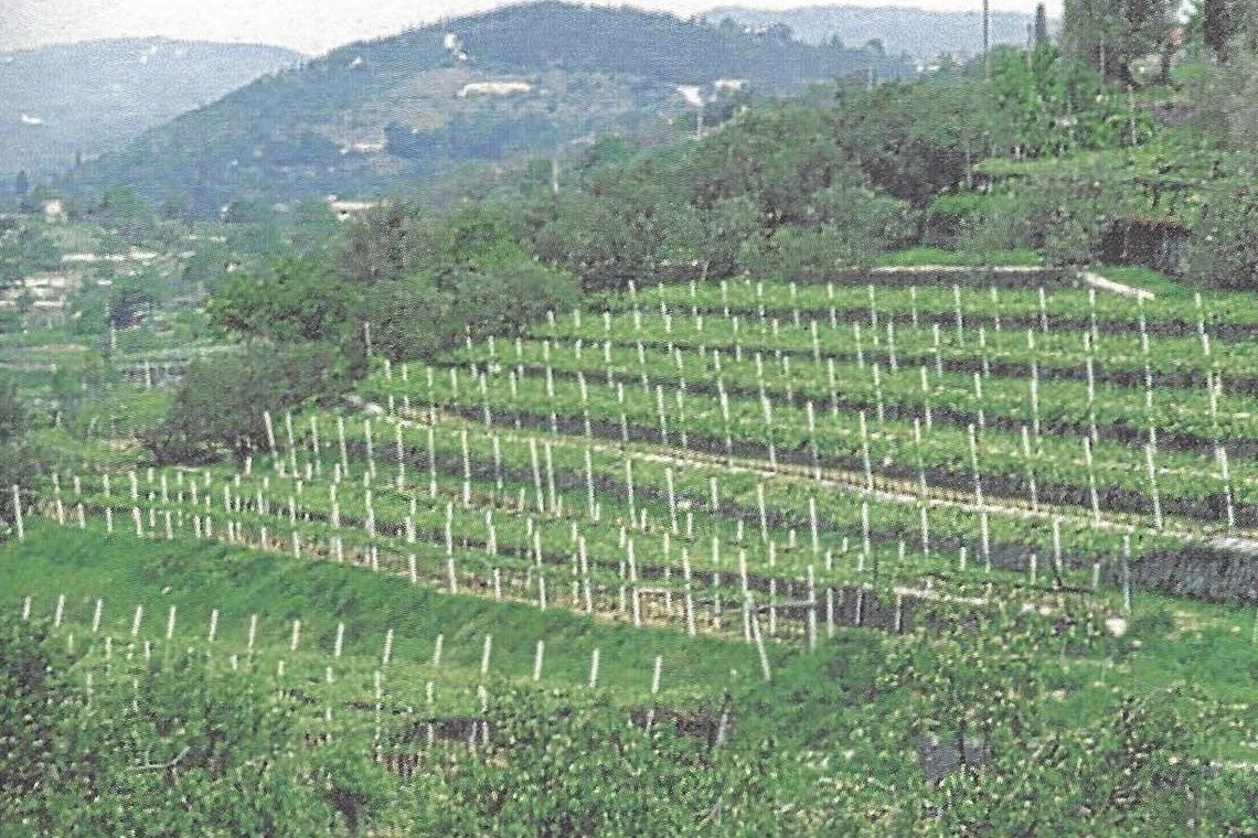 Besondere Lebensmittel Weinfelder