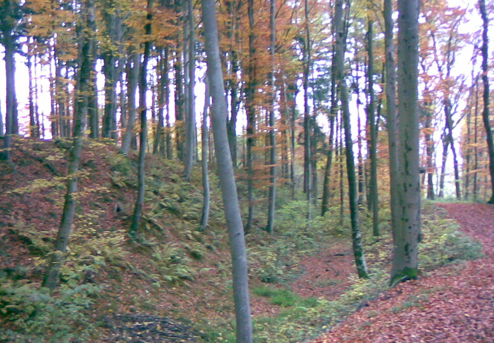 Heldenburg Wald Platschka