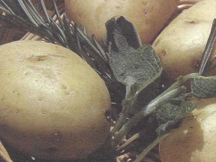 Besondere Lebensmittel Kartoffel