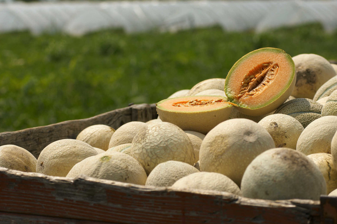 Melone Mantova Strada