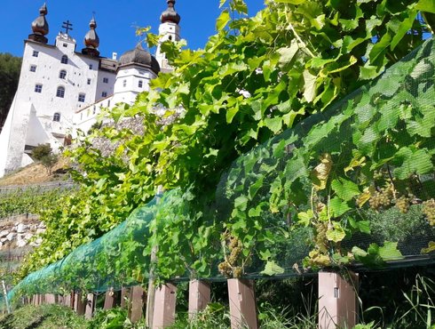 Kloster Marienberg Wein