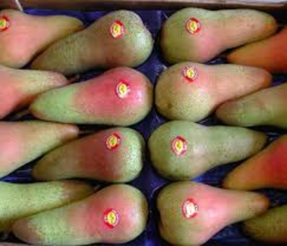 Consorzio Pears Tipica Mantovana